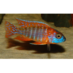 Aulonocara Rubin Red